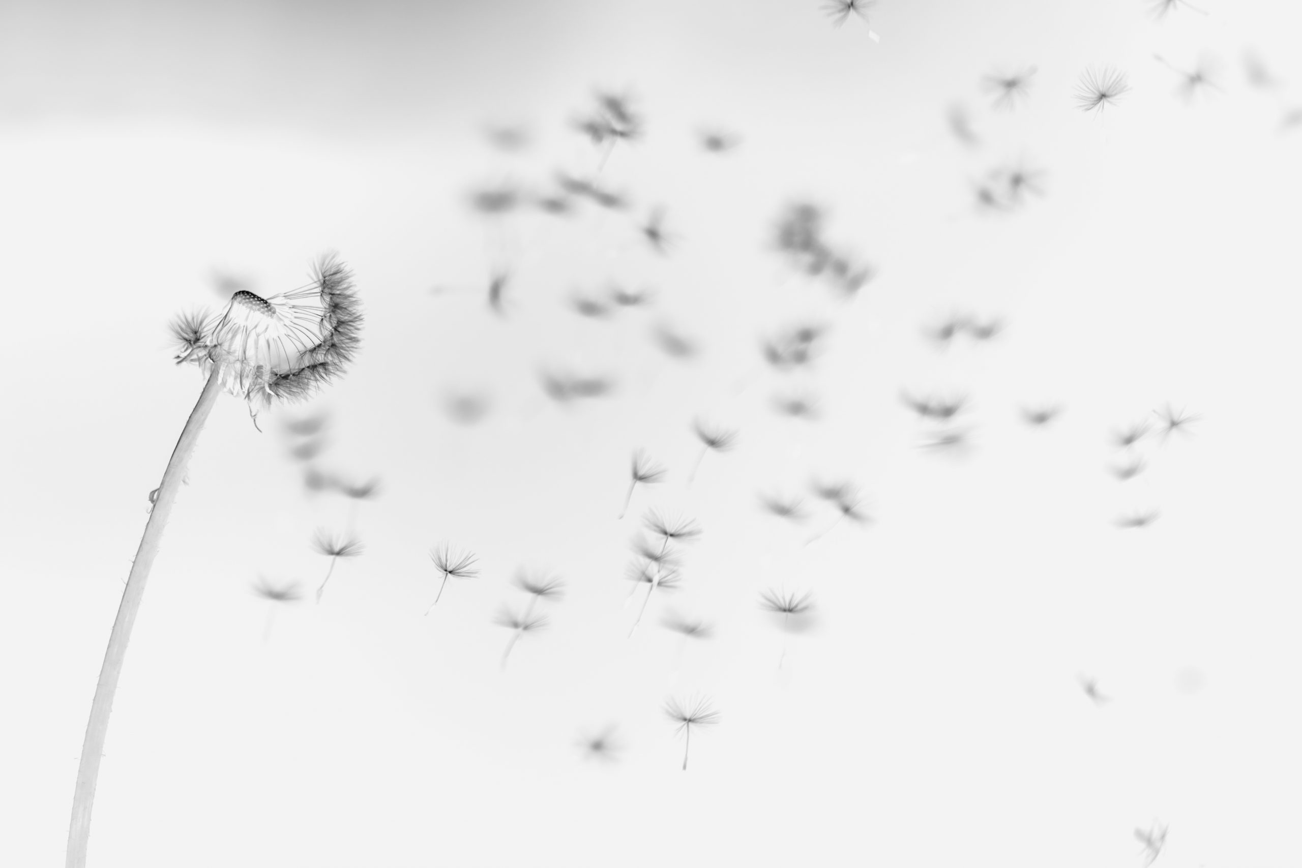 The Dandelion Effect